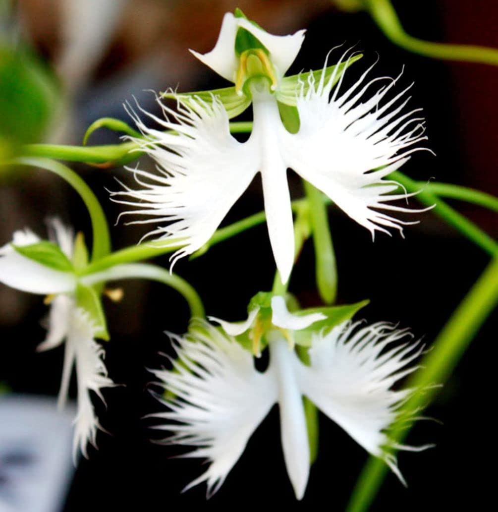 Heirloom Non-GMO Egret Flower Seeds for Planting – Unique Orchid-Like Blooms for Gardens - Non-GMO for planting in home garden